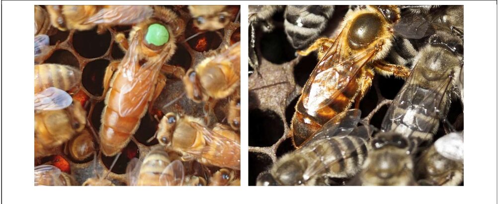 Pav. Apis mellifera ligustica (kairėje) ir Apis mellifera carpatica (dešinėje) bičių motinėlės 
