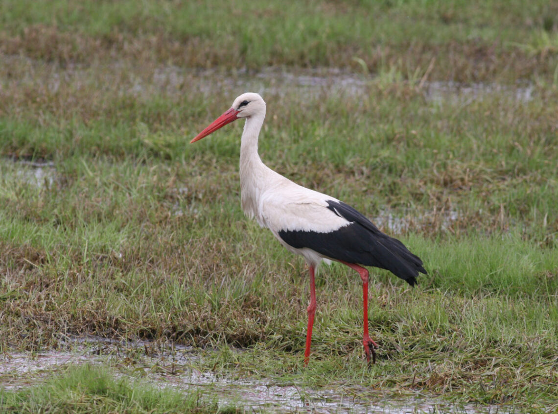 Baltasis gandras (lot. Ciconia ciconia)