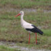 Baltasis gandras (lot. Ciconia ciconia)