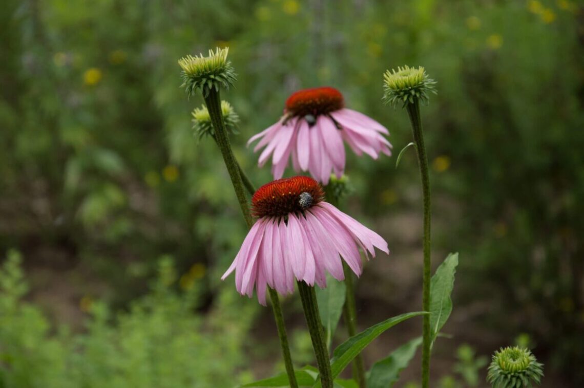 2026 metų vaistiniu augalu išrinkta rausvažiedė ežiuolė