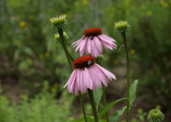 2026 metų vaistiniu augalu išrinkta rausvažiedė ežiuolė