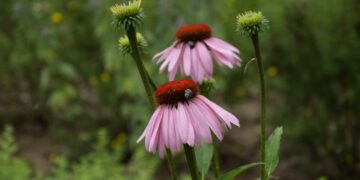 2026 metų vaistiniu augalu išrinkta rausvažiedė ežiuolė