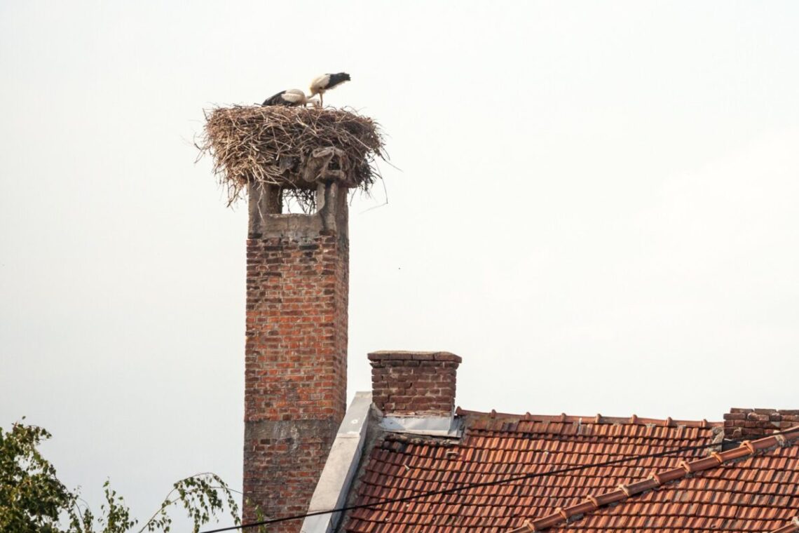 Kovo mėnesį baigiasi laikas, kada leidžiama perkelti ar ardyti paukščių lizdus
