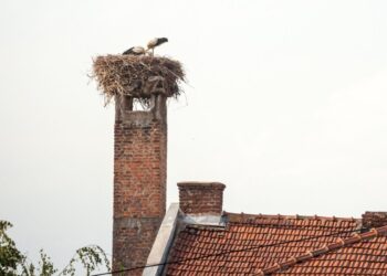 Kovo mėnesį baigiasi laikas, kada leidžiama perkelti ar ardyti paukščių lizdus