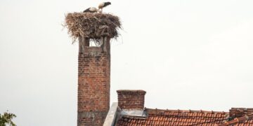 Kovo mėnesį baigiasi laikas, kada leidžiama perkelti ar ardyti paukščių lizdus