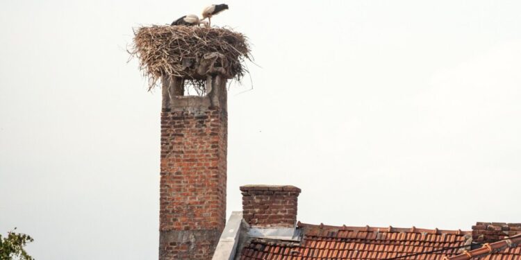 Kovo mėnesį baigiasi laikas, kada leidžiama perkelti ar ardyti paukščių lizdus