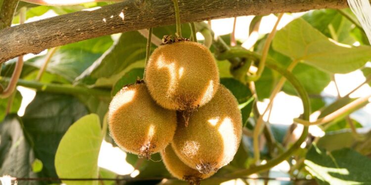 Geltonieji kiviai – natūralus vitaminų šaltinis