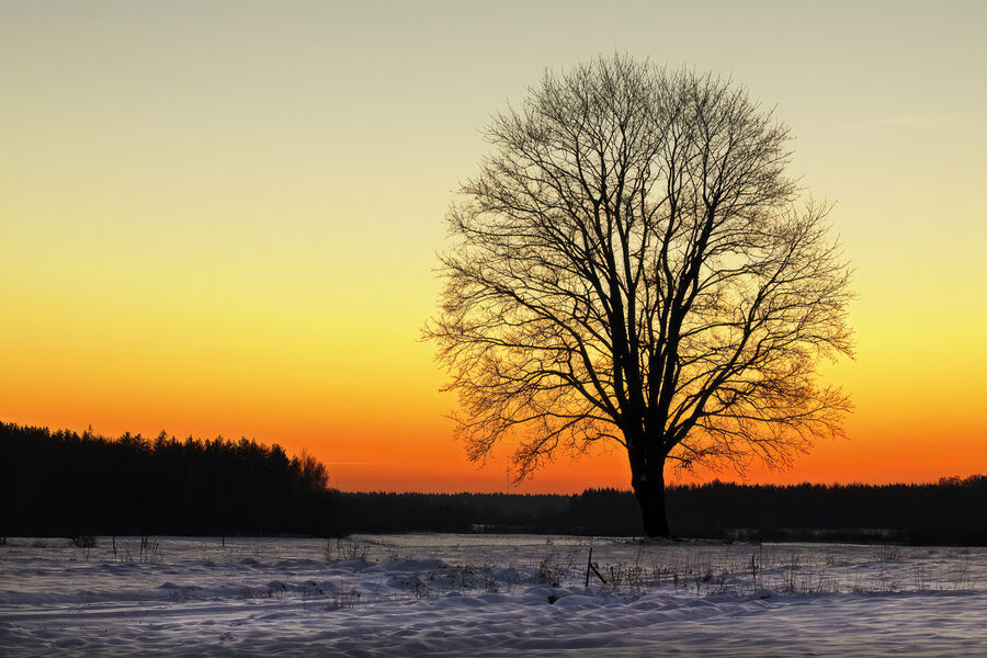 Klevas kovo mėnesį