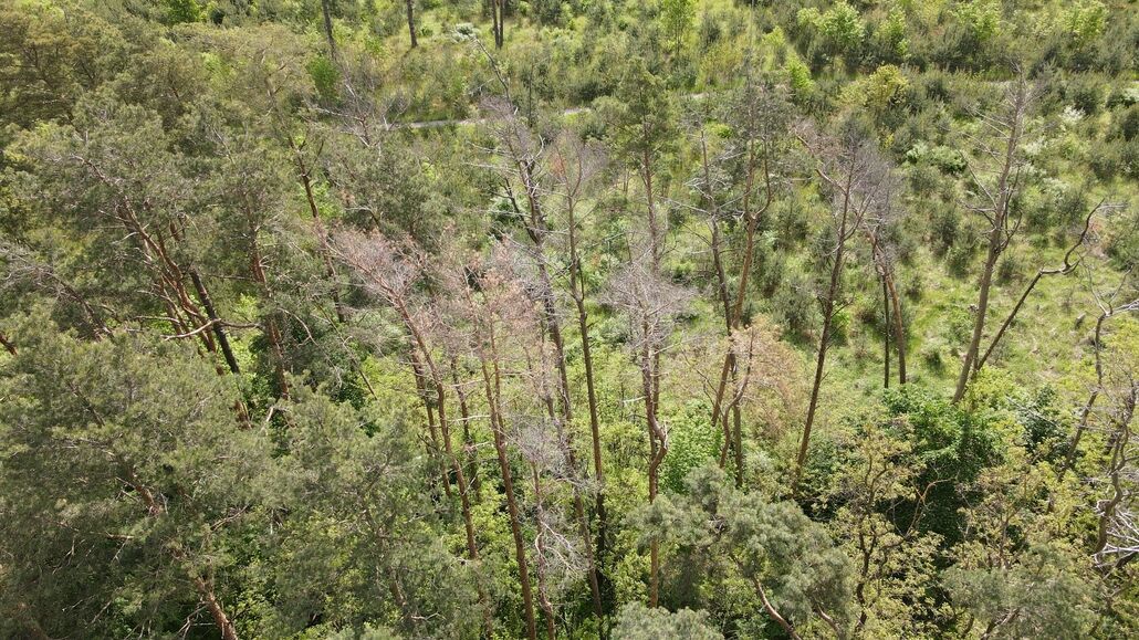 Dėl viršūninio žievėgraužio (lps acuminatus) pakenkimo nudžiūvę pušys 