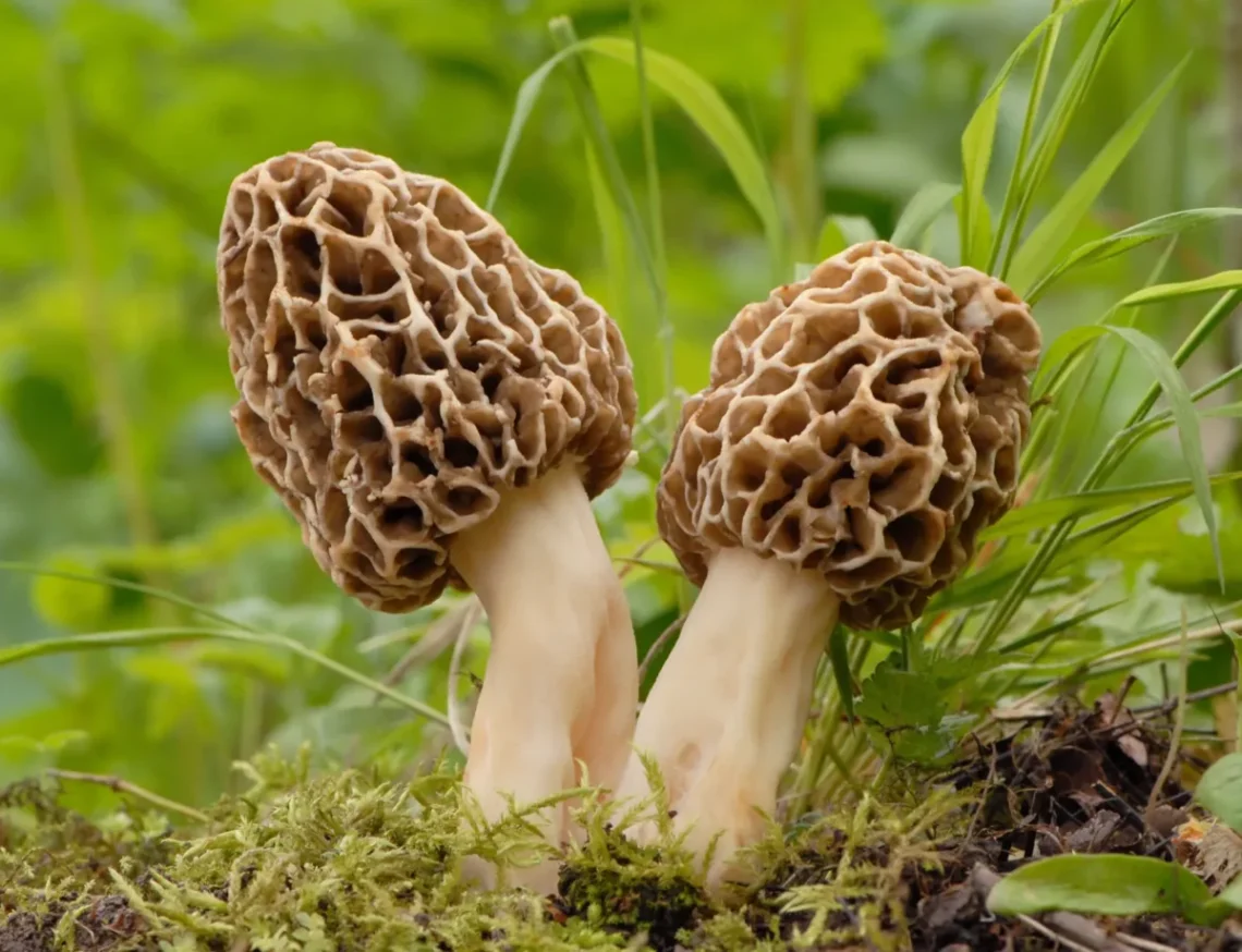 Briedžiukai (Morchella esculenta)