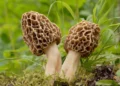 Briedžiukai (Morchella esculenta)