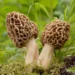 Briedžiukai (Morchella esculenta)