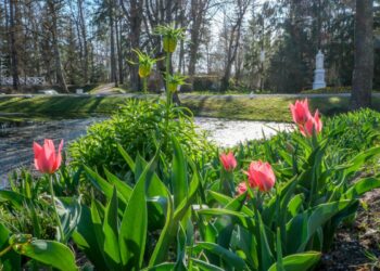 Burbiškio dvare pražydo pirmosios tulpės