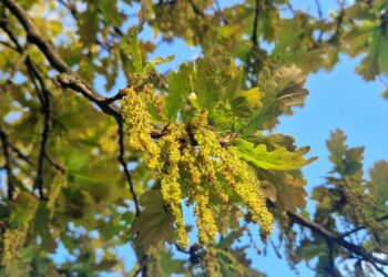 Jauniems ąžuolams būtina žmogaus pagalba