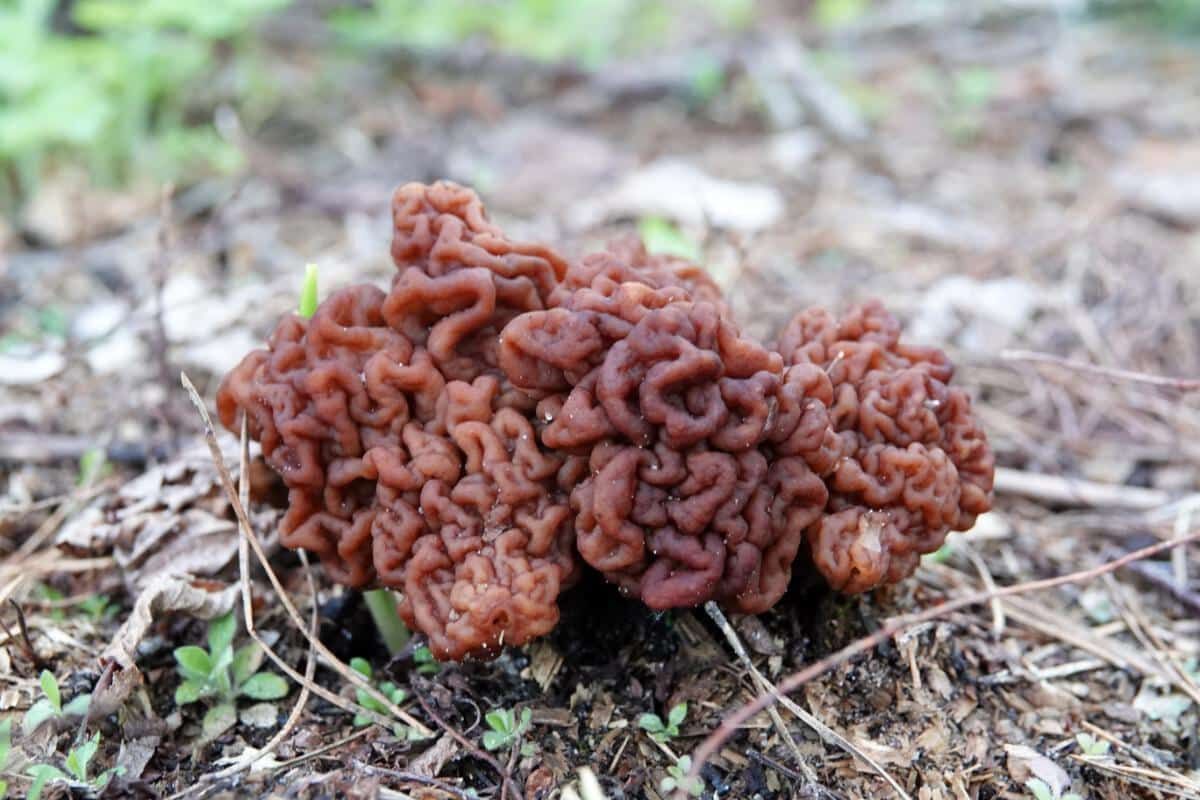 Bobausis (lot. Gyromitra) 