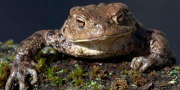 Varliagyvių migracija