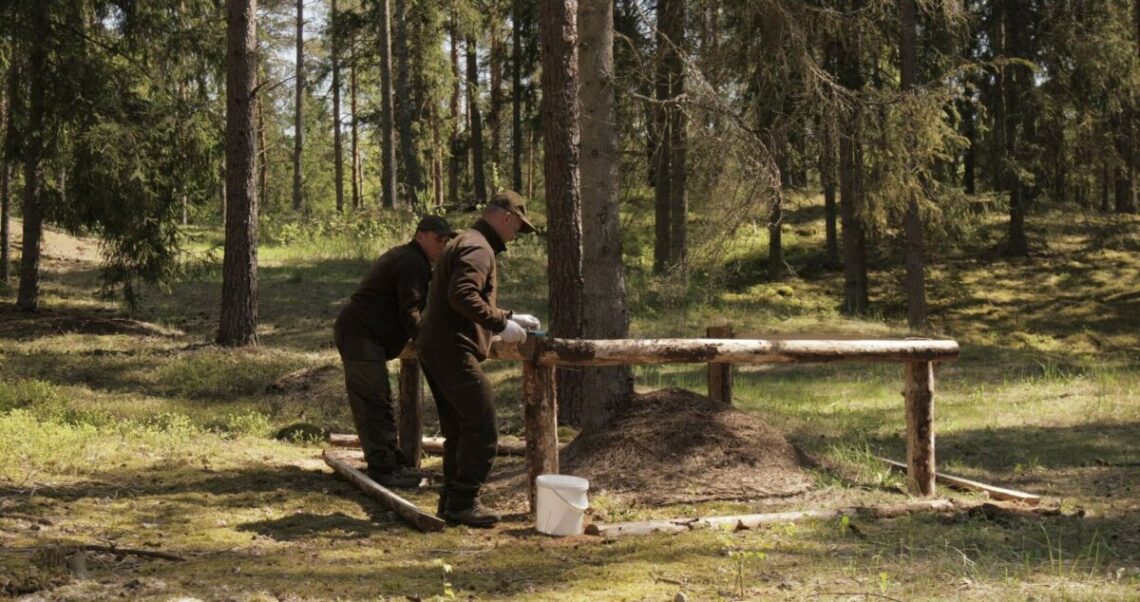 VMU saugo vienas svarbiausių miško gyventojų – skruzdėles