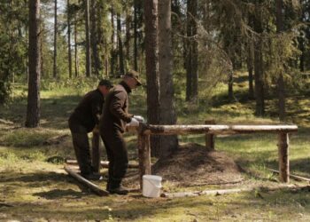 VMU saugo vienas svarbiausių miško gyventojų – skruzdėles