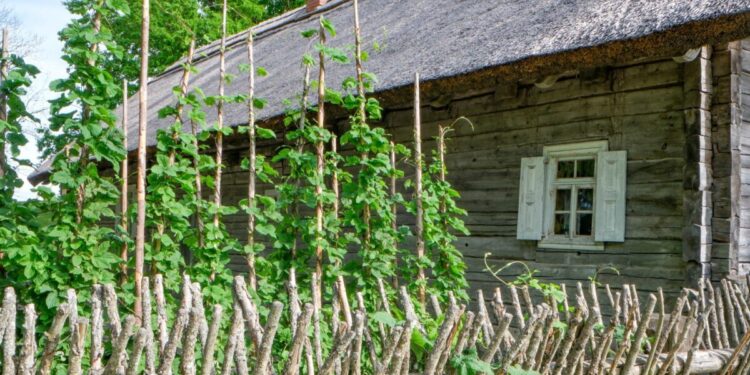 Kleboniškių kaimo buities muziejuje (Radviliškio r.) tęsis ciklas „Šeštadienių popietės klojimo teatre“