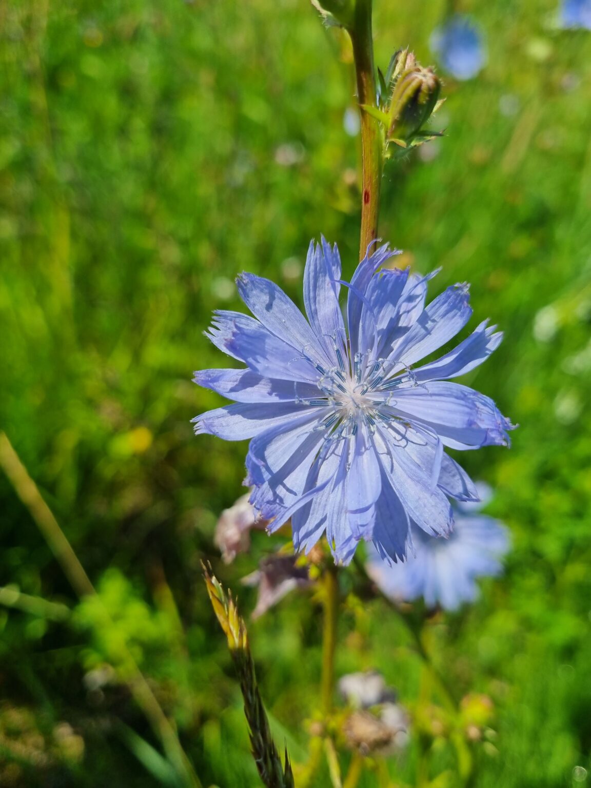 Paprastoji trūkažolė (Lot. Cichorium intybus), dar vadinama cikorija