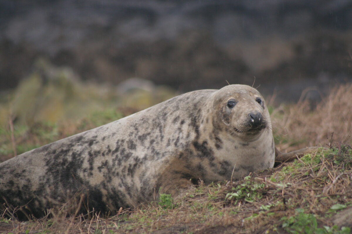 Pilkasis ruonis 