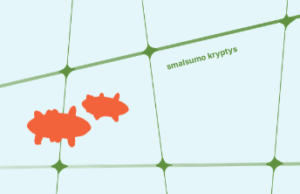 Smalsumo kryptys 