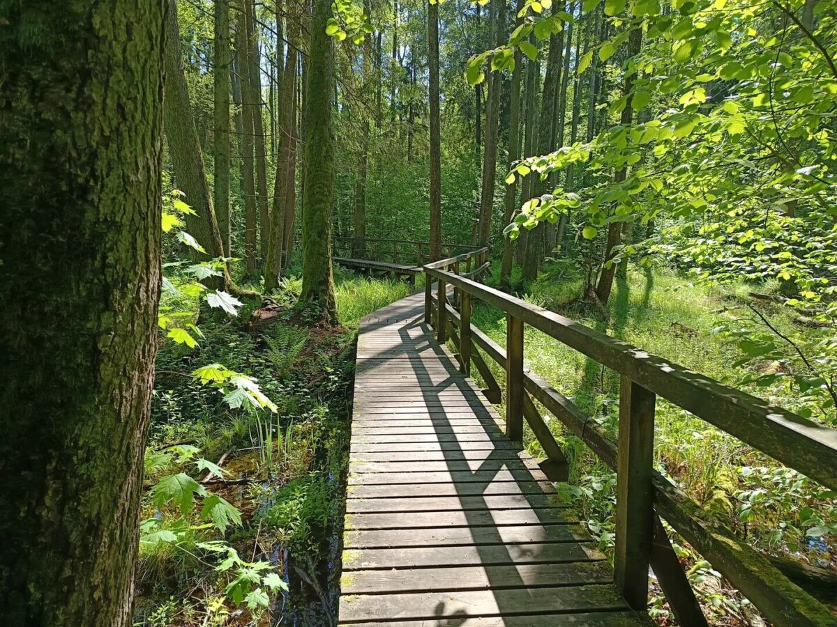 Keturi keliai, padėsiantys atrasti Suvalkijos miškų grožį