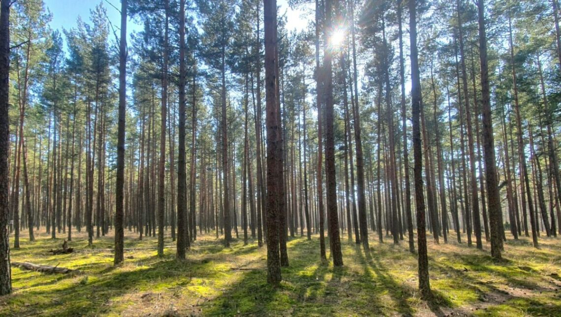 Pušies sėklinis medynas Kuršių nerijoje