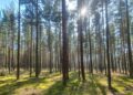 Pušies sėklinis medynas Kuršių nerijoje