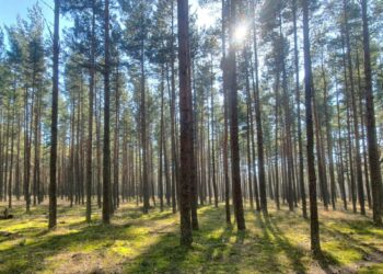 Pušies sėklinis medynas Kuršių nerijoje