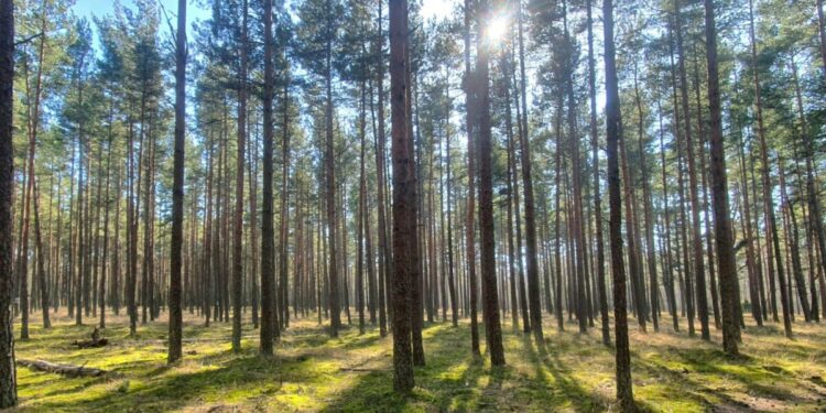 Pušies sėklinis medynas Kuršių nerijoje