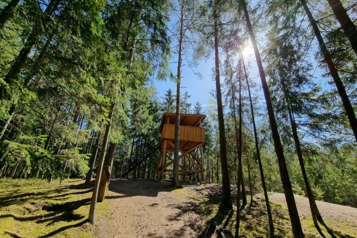 Keturi keliai, padėsiantys atrasti Suvalkijos miškų grožį
