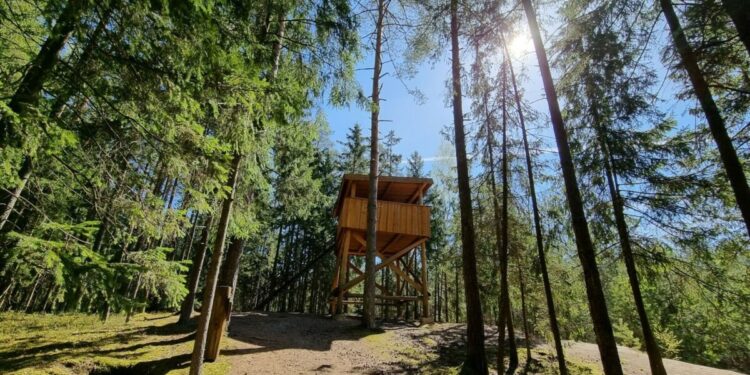 Keturi keliai, padėsiantys atrasti Suvalkijos miškų grožį