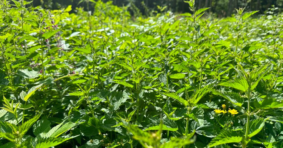 Didžioji dilgėlė (Urtica dioica L.)