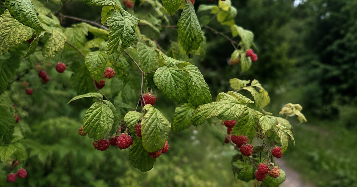 Paprastosios avietės (Rubus idaeus L.)