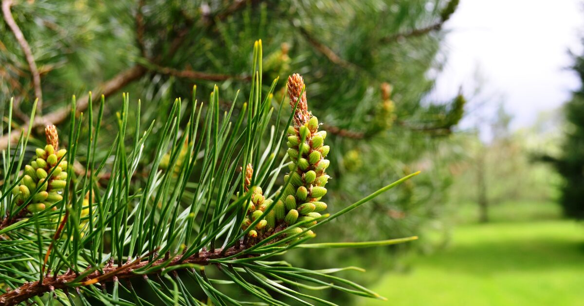 Paprastoji pušis (Pinus sylvestris L.)