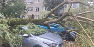 Medis užvirtęs ant automobilio