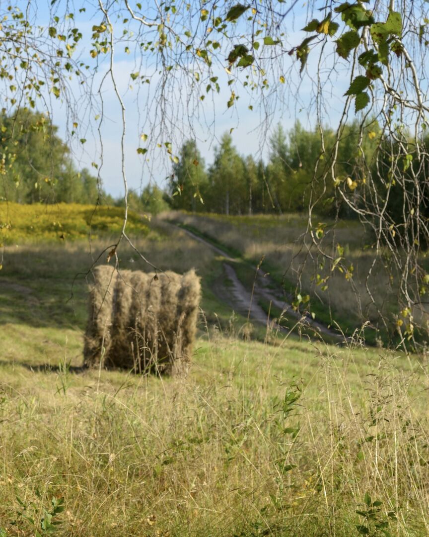 Besikeičiančios augimo sąlygos daro įtaką derliaus kiekiui ir kokybei