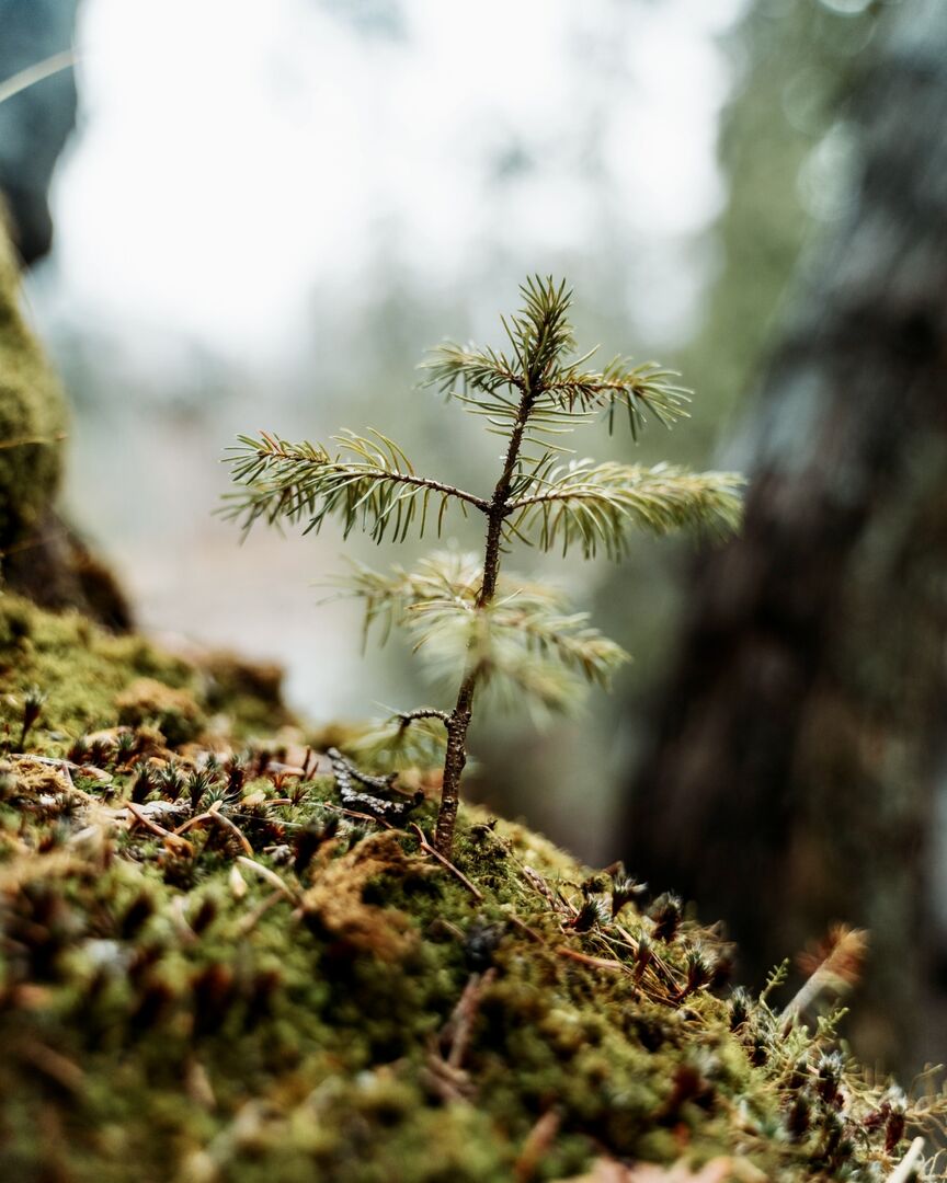 Numatoma, kad dėl klimato kaitos sumažės eglės plotai Lietuvos miškuose