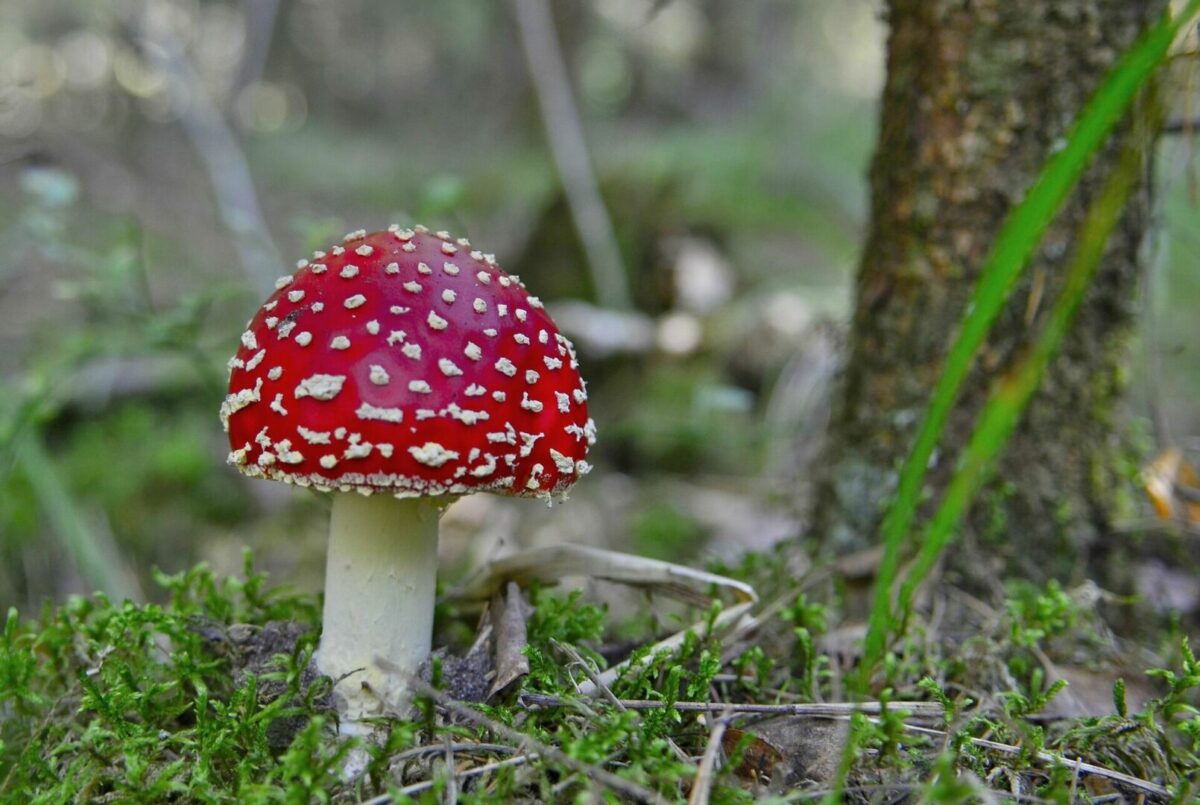 Raudonoji musmirė