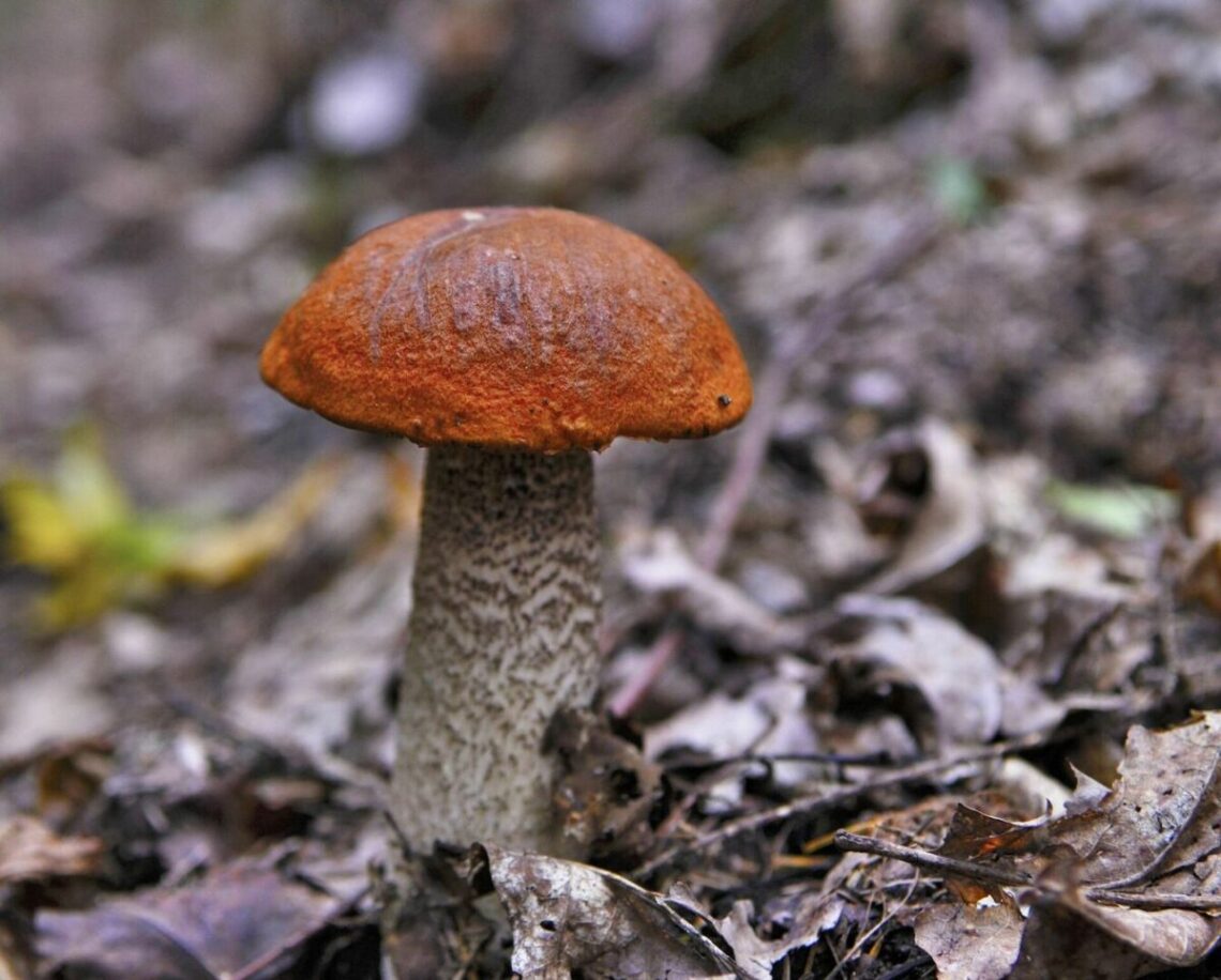Raudonviršis