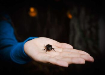 Niuriaspalvis auksavabalis