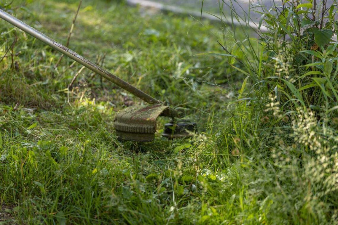 Trimeriu pjaunama aukštesnė žolė vejos pakraštyje