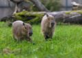 Du jauni kapibarų patinėliai Lietuvos zoologijos sodo lauko voljere