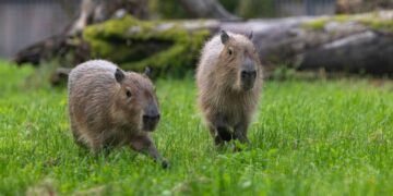 Du jauni kapibarų patinėliai Lietuvos zoologijos sodo lauko voljere