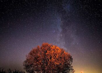 Žvaigždėtas dangus ir Paukščių Takas virš medžio