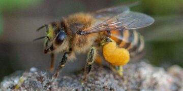 Bitė su geltonu žiedadulkių gumulėliu ant užpakalinės kojos.