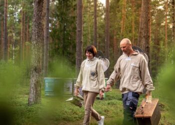 Lina ir Dimitrijus Grimutai eina per Dzūkijos pušyną su bitininkystės reikmenimis
