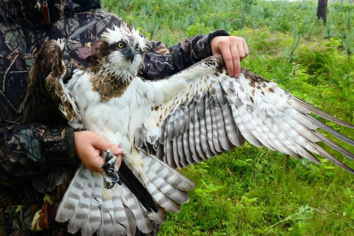 Erelis žuvininkas išskleistais sparnais, laikomas paukščių tyrėjo.