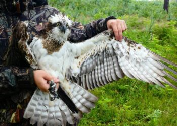 Erelis žuvininkas išskleistais sparnais, laikomas paukščių tyrėjo.